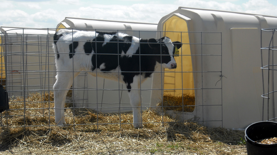 RSI Calf Systems Calf Hutches