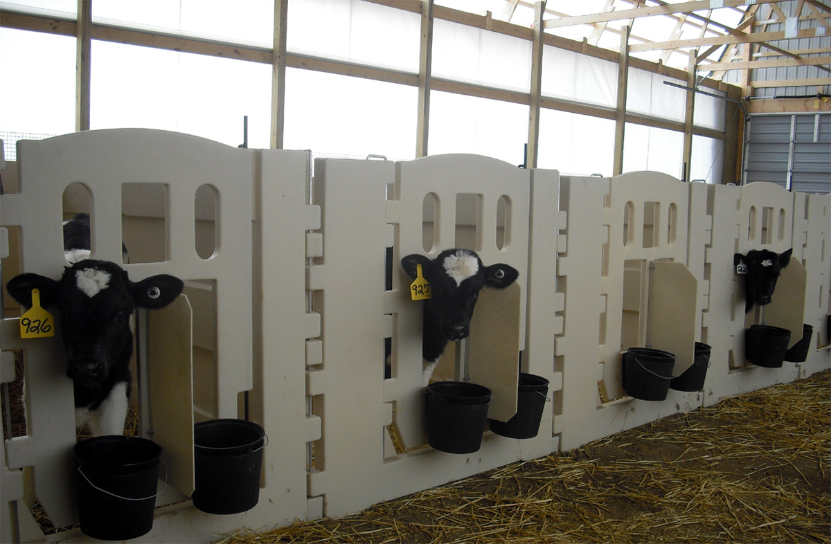 RSI Calf Systems Calf Pens