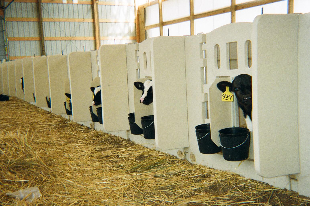 rsi-calf-systems-calf-pens