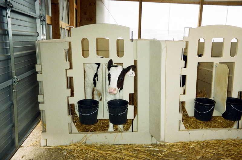 RSI Calf Systems Calf Pens