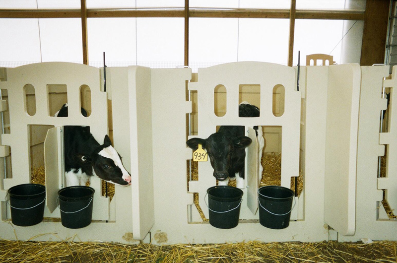 RSI Calf Systems Calf Pens